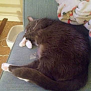 Boots joined the competition — help win amazing prizes! cat, sleeping, couch, blanket, indoor, pet, furniture, cozy, fur, tail, paw, resting, domestic, home, animal, carpet, water_bowl, relaxing, quiet, soft