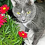 Boots joined the competition — help win amazing prizes! cat, gray_cat, yellow_eyes, flowers, red_flowers, green_leaves, plant, pet, animal, whiskers, outdoor, nature, closeup, fur, eyes, curious, garden, leaf, texture, cozy