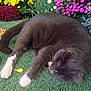 Boots is registered to the contest to win money with this photo: cat, gray_cat, white_paws, sleeping, grass, greenery, flowers, yellow_flowers, pink_flowers, purple_flowers, garden, nature, pet, feline, relaxed, outdoor, close_up, fur, whiskers, peaceful