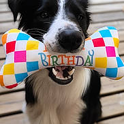 Pepper participe au concours pour gagner de l'argent avec cette photo : animal, birthday, black_and_white, bone_toy, border_collie, canine, close_up, colorful, cute, dog, happy, mouth, outdoor, pet, pet_toy, playful, plush_toy, teeth, toy, wooden_deck