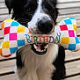 animal, birthday, black_and_white, bone_toy, border_collie, canine, close_up, colorful, cute, dog, happy, mouth, outdoor, pet, pet_toy, playful, plush_toy, teeth, toy, wooden_deck