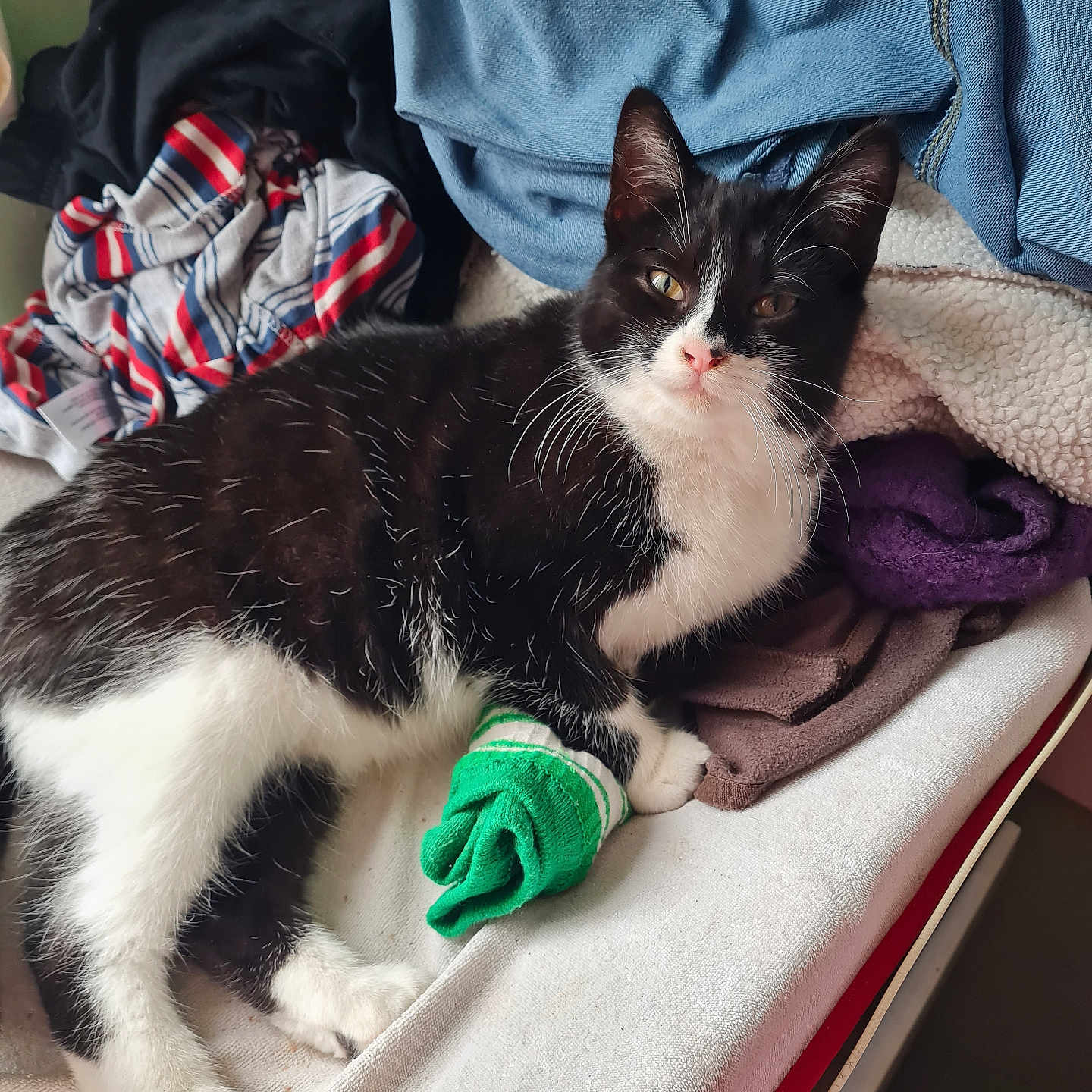 Coco a rejoint le concours — aidez-le/la à gagner de superbes lots ! abyssinian, animal, bed, blanket, cat, clothing, couch, furniture, glove, homedecor, kitten, laundry, linen, manx, pants, person, pet, quilt, siamese, towel