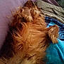 Oakland a rejoint le concours — aidez-le/la à gagner de superbes lots ! australian_silky_terrier, australian_terrier, canidae, caramel_color, carnivore, companion_dog, dog, dog_breed, fawn, lhasa_apso, liver, morkie, norfolk_terrier, puppy, schnoodle, shih_tzu, sporting_group, terrier, yorkshire_terrier