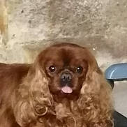 Oakland participe au concours pour gagner de l'argent avec cette photo : animal, brown_dog, close_up, companion, curly_fur, cute, dog, domestic_animal, ears, face, fluffy, furniture, indoor, looking, pet, portrait, sitting, small_dog, tongue_out, wall