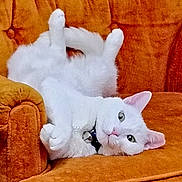 Xailey is registered to the contest to win money with this photo: cat, white_cat, pet, animal, feline, upside_down, relaxed, fluffy, indoor, orange_chair, furniture, cute, collar, bell, paw, tail, ear, whiskers, home, cozy
