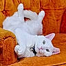 cat, white_cat, pet, animal, feline, upside_down, relaxed, fluffy, indoor, orange_chair, furniture, cute, collar, bell, paw, tail, ear, whiskers, home, cozy