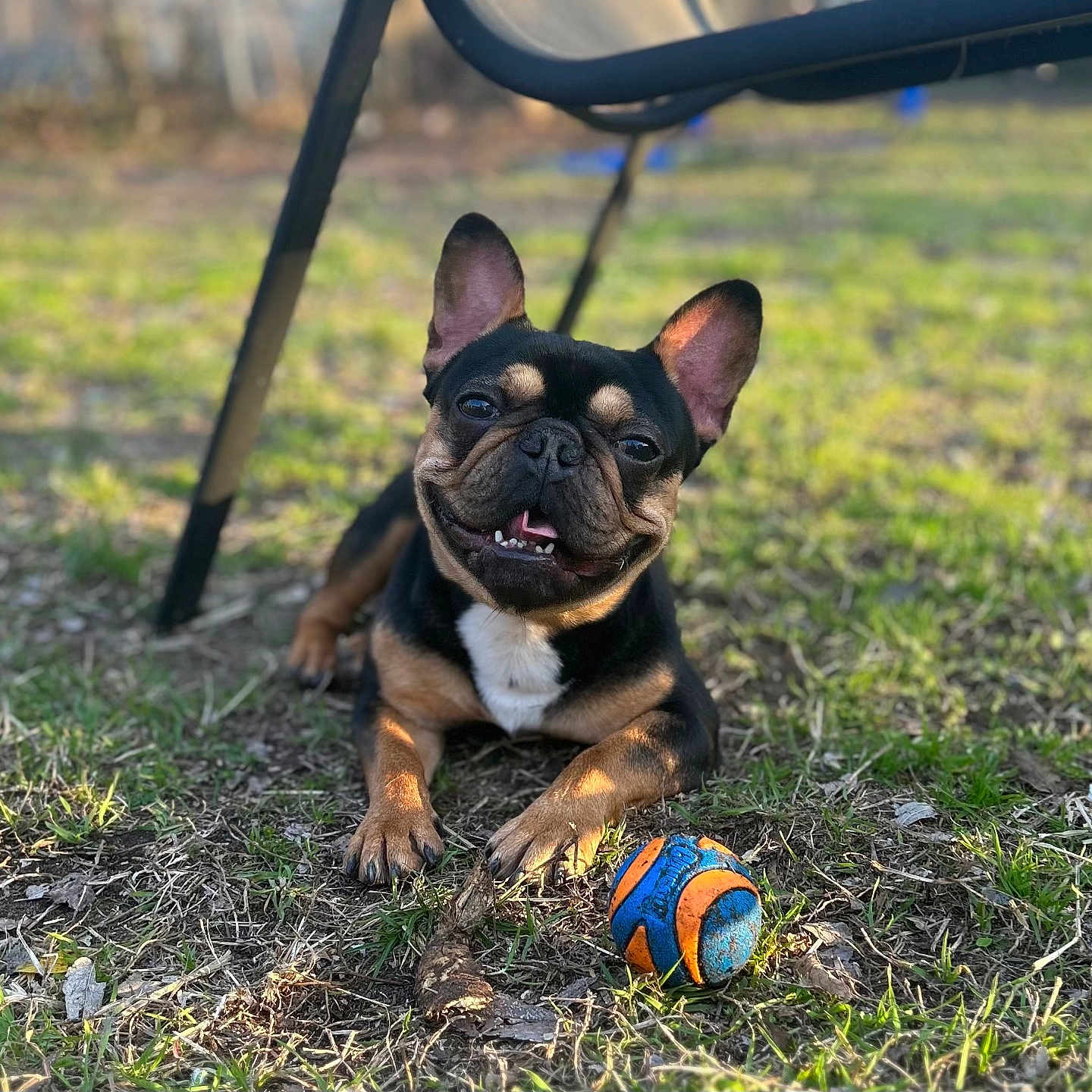 Cudi joined the competition — help win amazing prizes! animal, ball, black, brown, chair, daytime, dog, ears, french_bulldog, grass, happy, mouth, nature, outdoor, paw, pet, playful, smiling, sunlight, toy