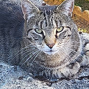 Gabin a rejoint le concours — aidez-le/la à gagner de superbes lots ! cat, tabby_cat, outdoor, stone, grass, animal, pet, whiskers, ears, feline, nature, resting, closeup, fur, garden, eyes, mammal, wildlife, daylight, texture