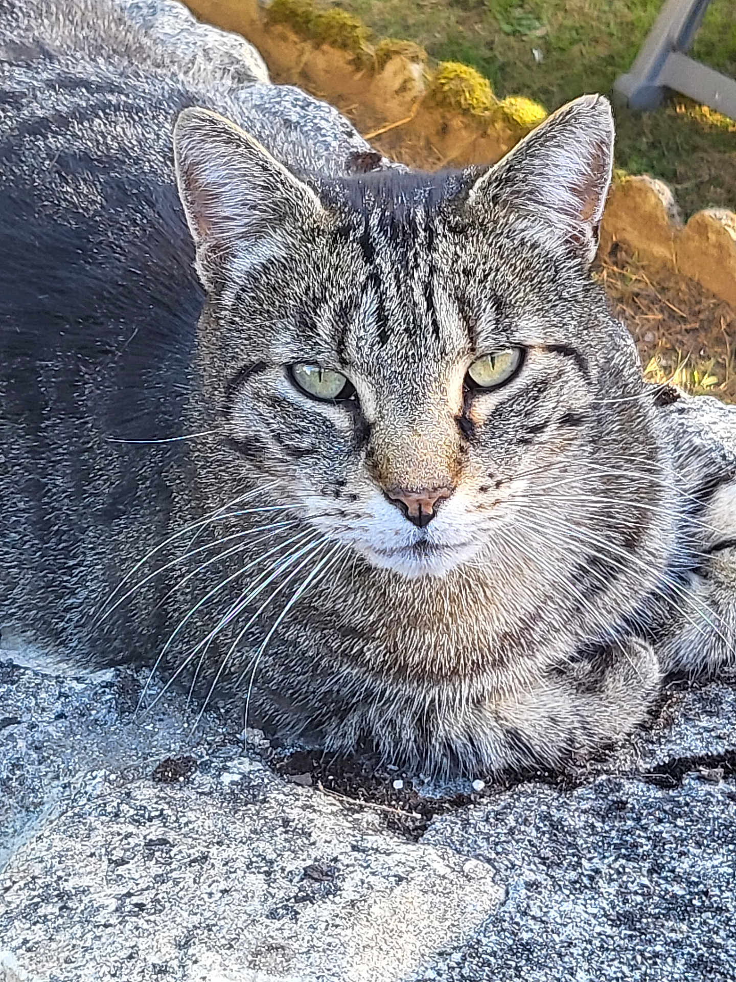 Gabin a rejoint le concours — aidez-le/la à gagner de superbes lots ! cat, tabby_cat, outdoor, stone, grass, animal, pet, whiskers, ears, feline, nature, resting, closeup, fur, garden, eyes, mammal, wildlife, daylight, texture