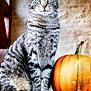 Gabin a rejoint le concours — aidez-le/la à gagner de superbes lots ! cat, tabby_cat, pumpkin, orange, animal, pet, feline, whiskers, sitting, looking, closeup, indoor, fur, striped, cute, portrait, autumn, still_life, background, curious