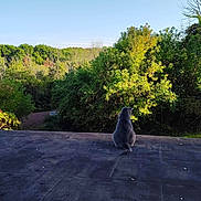 Tatertot is registered to the contest to win money with this photo: animal, blue_sky, cat, daytime, forest, gray_cat, greenery, landscape, nature, outdoor, peaceful, pet, quiet, rooftop, serene, sky, solitude, sunlight, trees, wildlife