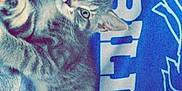 Tatertot joined the competition — help win amazing prizes! kitten, cat, tabby, gray, fur, animal, pet, blanket, blue, red, striped, soft, cozy, lying_down, young, whiskers, ears, cute, indoor, resting