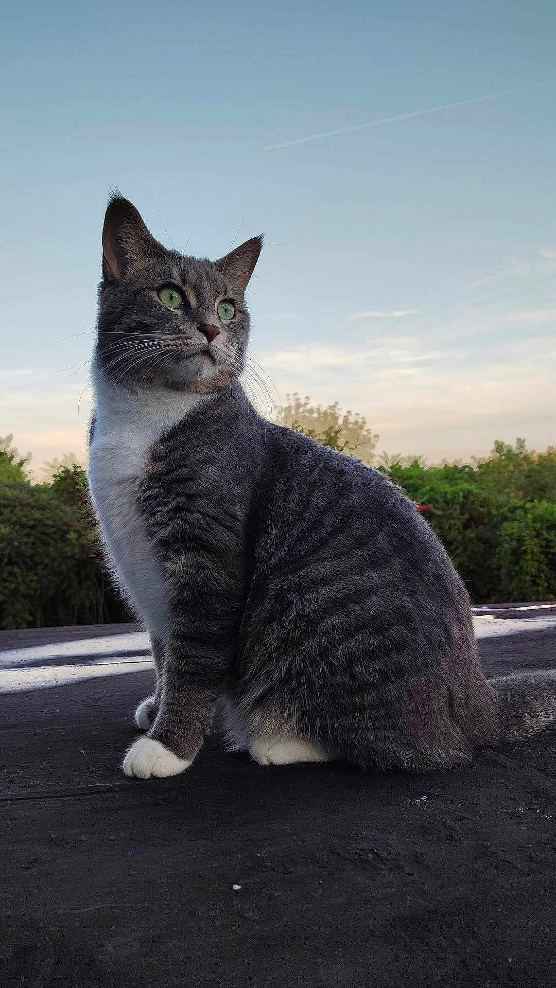 Tatertot