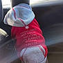 Tatertot joined the competition — help win amazing prizes! cat, hoodie, red_clothing, gray_clothing, sitting, car_interior, window, snow, sunlight, back_view, pet, animal, winter, cozy, clothing_text, indoors, warm, casual, cute, daylight