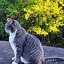 Tatertot is registered to the contest to win money with this photo: animal, calm, cat, daylight, domestic_cat, fur, gray_cat, greenery, mammal, nature, outdoor, pet, rooftop, side_view, sitting, tail, trees, whiskers, white_paws, wildlife