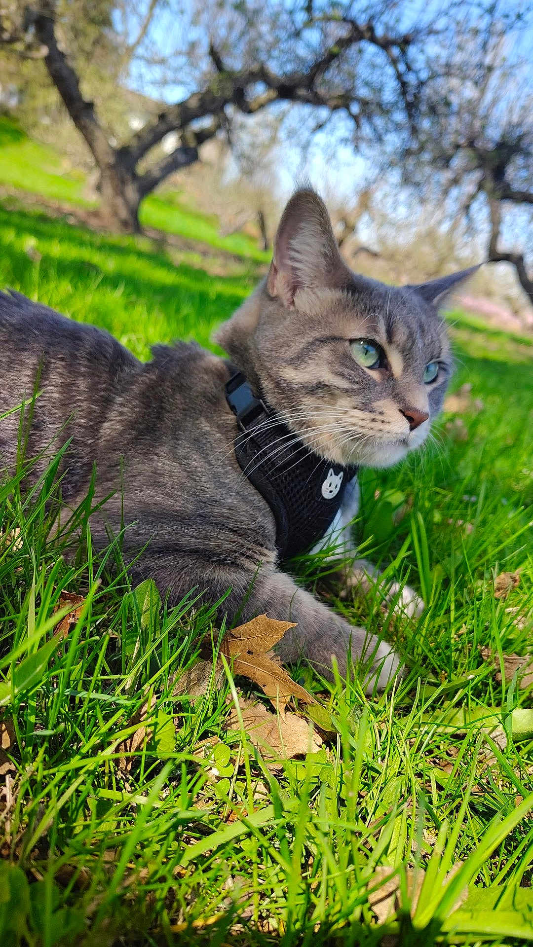 Tatertot joined the competition — help win amazing prizes! cat, tabby_cat, green_eyes, grass, outdoor, nature, trees, sunlight, animal, pet, feline, harness, meadow, leaf, close_up, relaxing, daylight, fur, mammal, wildlife