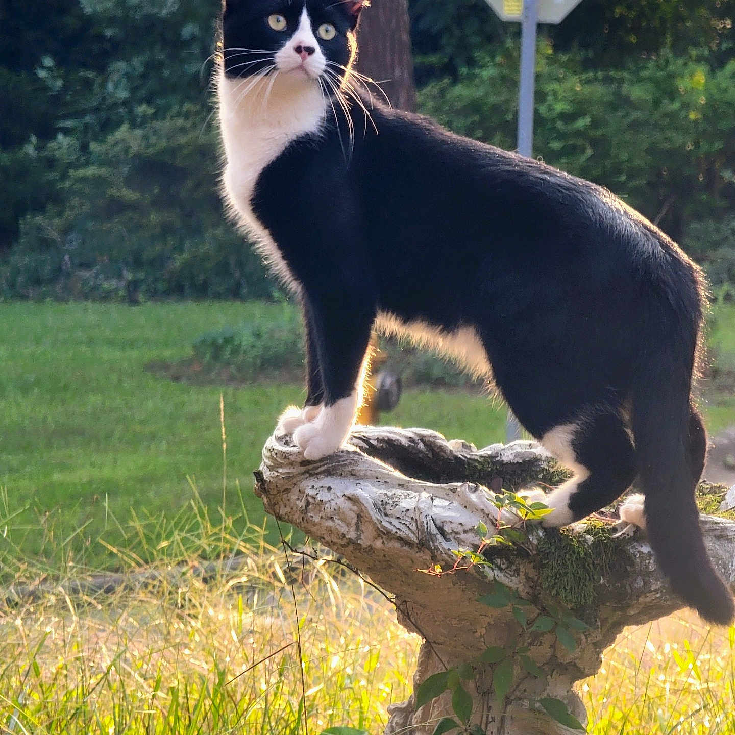 Moño joined the competition — help win amazing prizes! cat, black_and_white, animal, outdoor, garden, birdbath, sunlight, backlit, greenery, grass, tree, stop_sign, nature, feline, whiskers, pets, wildlife, daylight, alert, standing