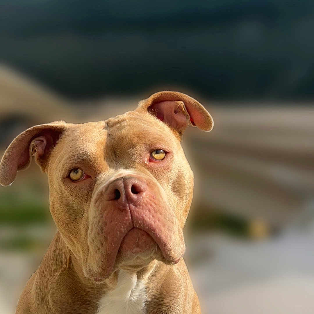 Raya a rejoint le concours — aidez-le/la à gagner de superbes lots ! animal, boxer, bulldog, canine, dog, frenchbulldog, hound, labradorretriever, pet, pitbull, pointer, puppy, snout, whitedog