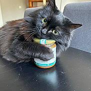 Choupette participe au concours pour gagner de l'argent avec cette photo : black_cat, cat, jar, food, table, furniture, indoor, pet, fur, whiskers, green_eyes, domestic_cat, close_up, cute, animal, snack, holding, cozy, home, playful