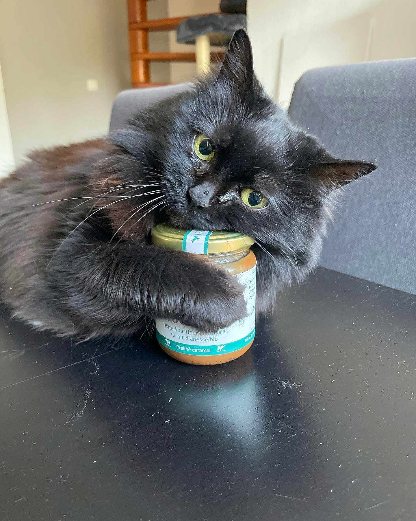 Choupette participe au concours pour gagner de l'argent avec cette photo : black_cat, cat, jar, food, table, furniture, indoor, pet, fur, whiskers, green_eyes, domestic_cat, close_up, cute, animal, snack, holding, cozy, home, playful