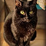 alert, animal, black_cat, blurred_background, cat, close_up, cute, domestic_animal, ears, feline, focus, fur, indoor, mammal, pet, portrait, sitting, soft_light, whiskers, yellow_eyes