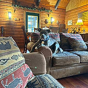 Blue joined the competition — help win amazing prizes! dog, couch, living_room, wooden_walls, pillows, animal_patterns, lamp, table, bottles, wooden_floor, chair, door, window, cozy, indoor, pet, furniture, decor, relaxed, collar