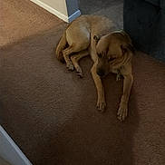 Kookie is registered to the contest to win money with this photo: animal, brown, calm, canine, carpet, collar, corner, dog, domestic, floor, furniture, hallway, house, indoor, lying_down, pet, quiet, relaxed, resting, wall
