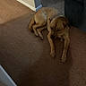 animal, brown, calm, canine, carpet, collar, corner, dog, domestic, floor, furniture, hallway, house, indoor, lying_down, pet, quiet, relaxed, resting, wall