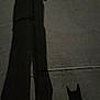 Tiger joined the competition — help win amazing prizes! shadow, night, silhouette, human, dog, concrete, dark, street, outdoor, animal, person, phone, ears, mystery, lonely, quiet, sidewalk, black, shape, figure