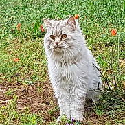 Jadmir a rejoint le concours — aidez-le/la à gagner de superbes lots ! asian_semi_longhair, british_longhair, british_semi_longhair, carnivore, cat, domestic_long_haired_cat, domestic_short_haired_cat, european_shorthair, felidae, grass, maine_coon, mammal, norwegian_forest_cat, persian, plant, ragamuffin, siberian, small_to_medium_sized_cats, whiskers, wild_cat