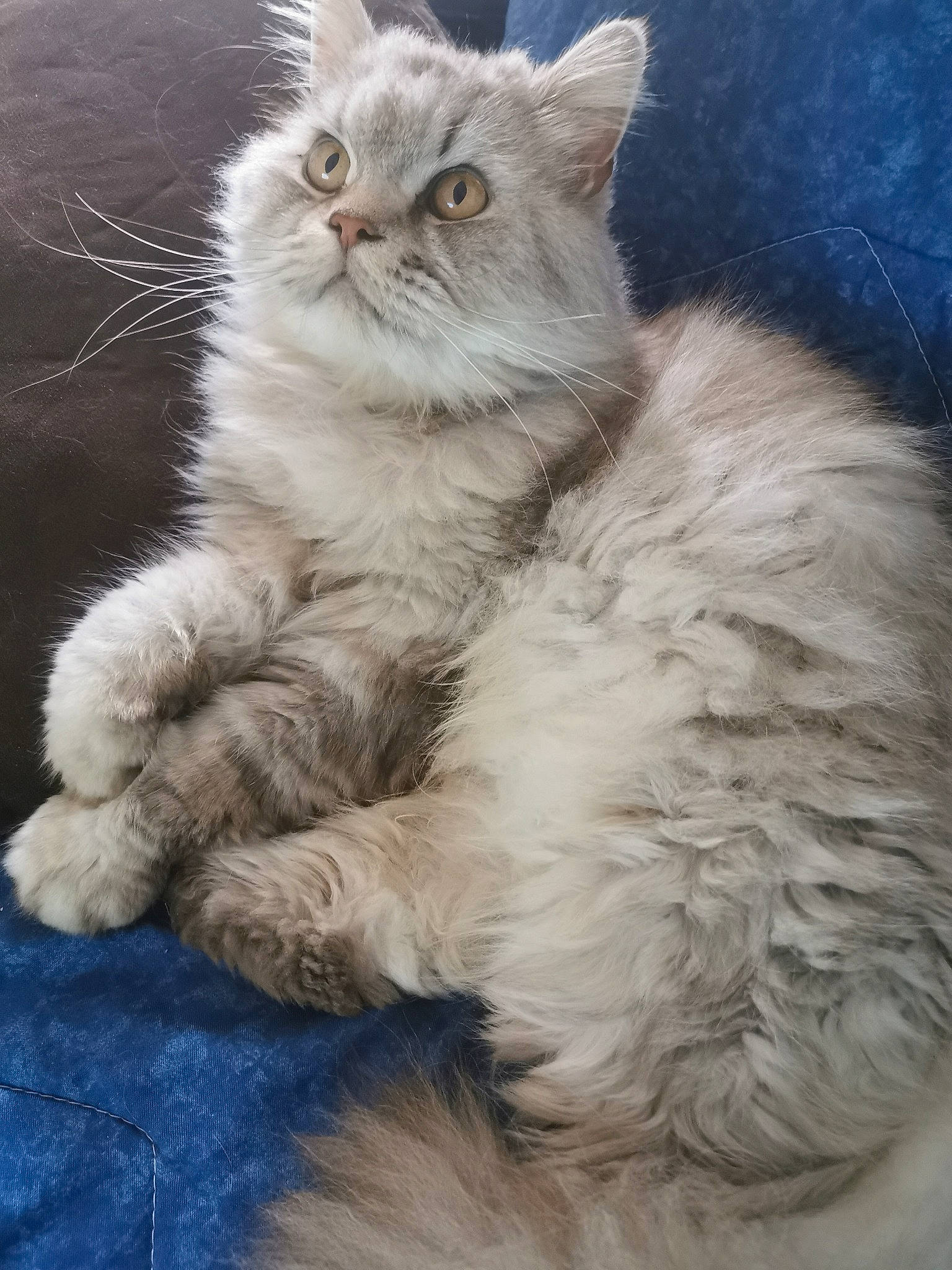 J'Admir a rejoint le concours — aidez-le/la à gagner de superbes lots ! asian_semi_longhair, british_longhair, british_semi_longhair, carnivore, cat, domestic_long_haired_cat, felidae, fur, kitten, maine_coon, mammal, napoleon_cat, norwegian_forest_cat, ragamuffin, ragdoll, selkirk_rex, siberian, small_to_medium_sized_cats, vertebrate, whiskers