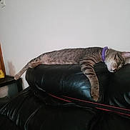 Tigger Davis joined the competition — help win amazing prizes! cat, tabby, sleeping, collar, purple_collar, black_leather_couch, furniture, indoor, relaxed, resting, animal, pet, living_room, home, wall, napping, domestic_cat, striped, cozy, quiet
