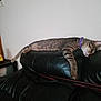 cat, tabby, sleeping, collar, purple_collar, black_leather_couch, furniture, indoor, relaxed, resting, animal, pet, living_room, home, wall, napping, domestic_cat, striped, cozy, quiet