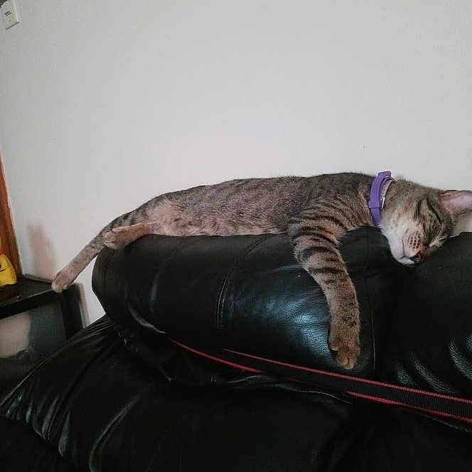 Tigger Davis joined the competition — help win amazing prizes! animal, black_leather_couch, cat, collar, cozy, domestic_cat, furniture, home, indoor, living_room, napping, pet, purple_collar, quiet, relaxed, resting, sleeping, striped, tabby, wall