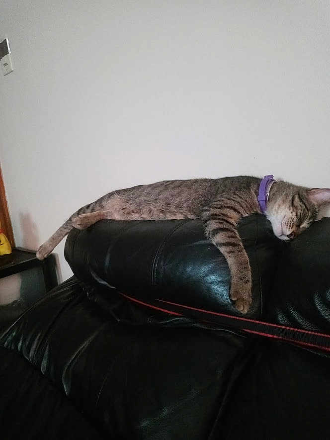 Tigger Davis joined the competition — help win amazing prizes! cat, tabby, sleeping, collar, purple_collar, black_leather_couch, furniture, indoor, relaxed, resting, animal, pet, living_room, home, wall, napping, domestic_cat, striped, cozy, quiet