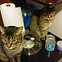 cat, tabby_cat, kitchen, canned_food, paper_towel, countertop, cereal_box, domestic_cat, pet, indoor, food_container, household, feline, curious, sitting, two_cats, brown_tabby, striped_cat, domestic_life, clutter
