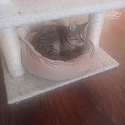 Tabby Davis joined the competition — help win amazing prizes! cat, tabby_cat, pet_bed, cat_tree, furniture, indoor, wooden_floor, cozy, pet, animal, resting, fur, ears, whiskers, household, domestic_animal, looking_away, soft_texture, home_interior, floor