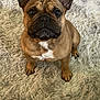 dog, french_bulldog, pet, animal, brown, white_marking, ears, sitting, carpet, fluffy_rug, indoors, cute, looking_up, paw, canine, companion, domestic, fur, snout, alert
