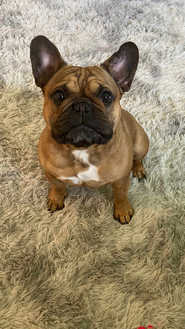 Bonzo joined the competition — help win amazing prizes! dog, french_bulldog, pet, animal, brown, white_marking, ears, sitting, carpet, fluffy_rug, indoors, cute, looking_up, paw, canine, companion, domestic, fur, snout, alert
