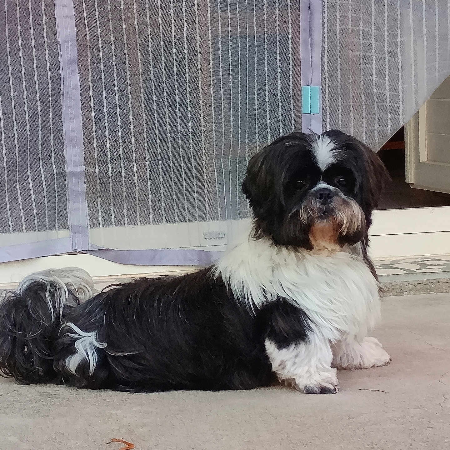 Morice a rejoint le concours — aidez-le/la à gagner de superbes lots ! accessories, affenpinscher, animal, bulldog, canine, cockerspaniel, collie, couch, curtain, dog, furniture, homedecor, hound, leash, papillon, pet, poodle, puppy, strap, terrier