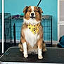 dog, blue_eyes, bandana, grooming_table, indoor, crate, pet, fur, sitting, leash, brown, white, black, animal, cute, portrait, floor, wall, collar, pet_care