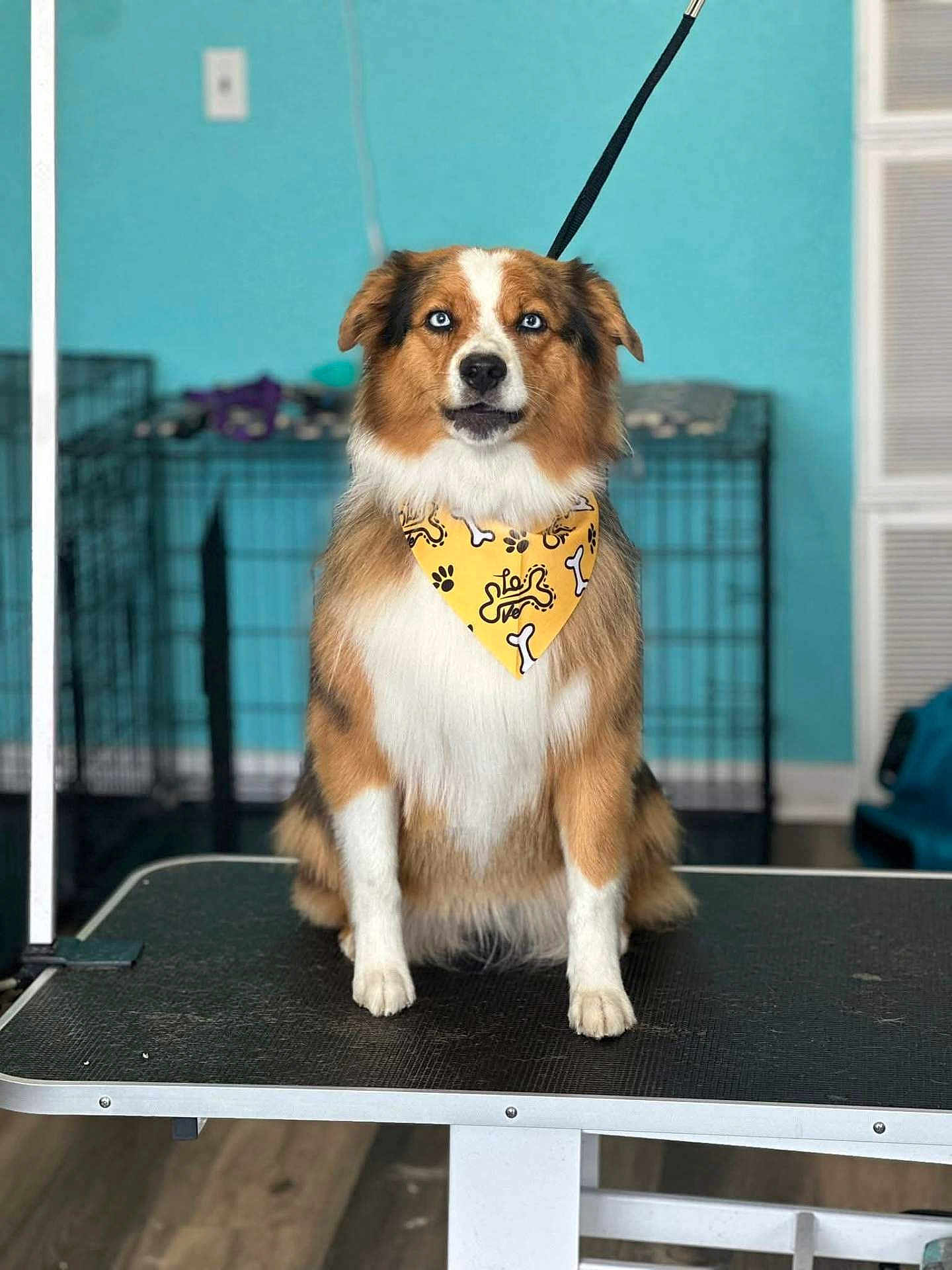 Whiskey joined the competition — help win amazing prizes! dog, blue_eyes, bandana, grooming_table, indoor, crate, pet, fur, sitting, leash, brown, white, black, animal, cute, portrait, floor, wall, collar, pet_care