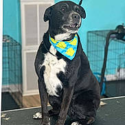 Buck is registered to the contest to win money with this photo: dog, black_dog, white_fur, bandana, blue_bandana, yellow_fish_pattern, pet, indoor, grooming_table, cage, animal, sitting, fur, paw, pet_care, collar, looking_away, curious, teal_wall, leash