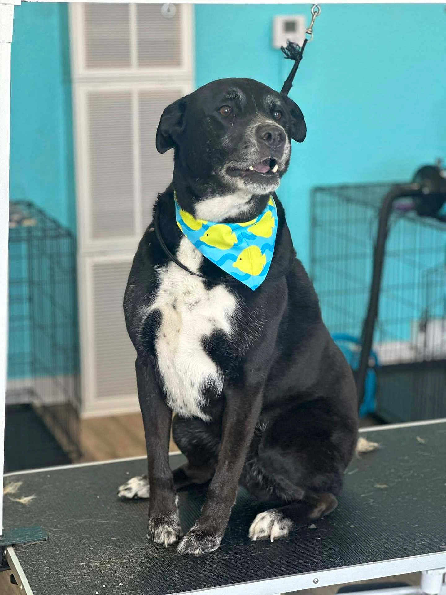 Buck is registered to the contest to win money with this photo: dog, black_dog, white_fur, bandana, blue_bandana, yellow_fish_pattern, pet, indoor, grooming_table, cage, animal, sitting, fur, paw, pet_care, collar, looking_away, curious, teal_wall, leash