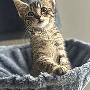 Cabriole participe au concours pour gagner de l'argent avec cette photo : animal, cat, closeup, cozy, curious, cute, feline, fur, gray, hammock, indoor, kitten, paw, pet, portrait, sitting, soft, tabby, whiskers, young