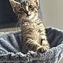 animal, cat, closeup, cozy, curious, cute, feline, fur, gray, hammock, indoor, kitten, paw, pet, portrait, sitting, soft, tabby, whiskers, young