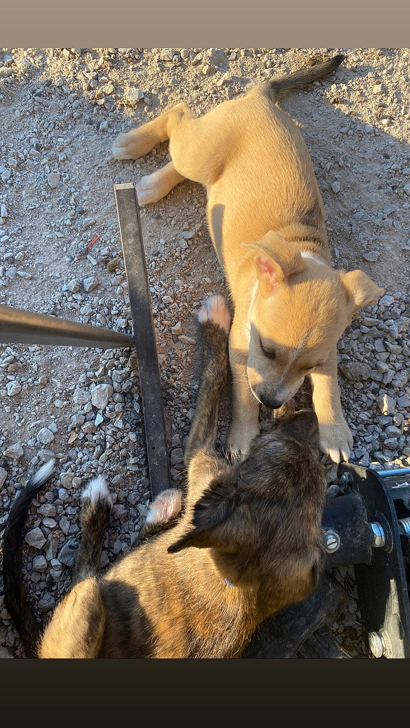 Moose joined the competition — help win amazing prizes! canidae, carnivore, companion_dog, dog_breed, fawn, felidae, fur, marsupial, shadow, sporting_group, street_dog, tail, terrestrial_animal, vertebrate, wildlife, working_animal