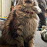 Rhya participe au concours pour gagner de l'argent avec cette photo : cat, fluffy, indoor, couch, feline, pet, collar, tabby, whiskers, fur, domestic_animal, sitting, person, hoodie, blanket, cozy, home, relaxed, portrait, animal