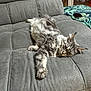 animal, blanket, canine, cat, chaise, couch, cushion, dog, electronics, furniture, homedecor, kitten, mobilephone, person, pet, phone, pillow, sleeping
