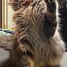 Rhya a rejoint le concours — aidez-le/la à gagner de superbes lots ! cat, fluffy, paw, indoor, feline, whiskers, fur, pet, playful, cozy, animal, sitting, closeup, tabby, cute, mammal, domestic, furry, soft, claw